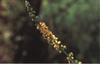 Bach Agerm�ne (Agrimony)